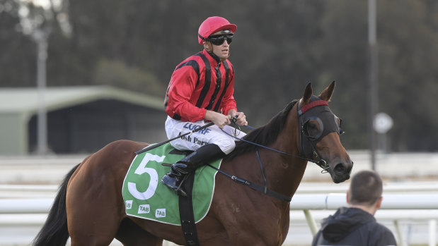 Guineas bound: Sweet Victory returns to scale after winning at Warwick Farm last month.