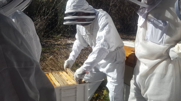 The Urban Beehive keepers 
