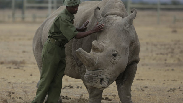 Keeper Zachariah Mutai attends to Fatu, one of only two female northern white rhinos left in the world, in the pen where she is kept for observation, at the Ol Pejeta Conservancy in Laikipia county in Kenya. 