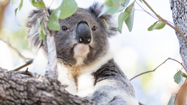 Koala populations in the Pilliga region of northern NSW have plunged amid heatwaves and drought.