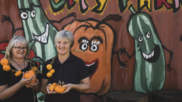 Carole Ayliffe and Linda Ayliffe draped in Jack Be Little pumpkins at Canberra City Farm.