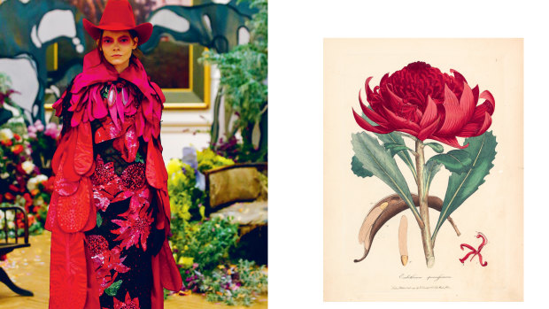"Red Waratah Jillaroo” (left) from 2015's "Cooee Couture" collection, inspired by the 1793 hand-coloured engraving by James Sowerby, "Embothrium speciosissimum [Telopea speciosissima]".