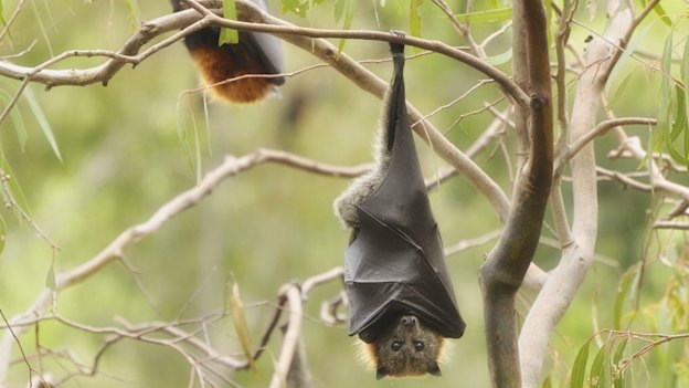 A bat rests in Yarra Bend Park, Melbourne.