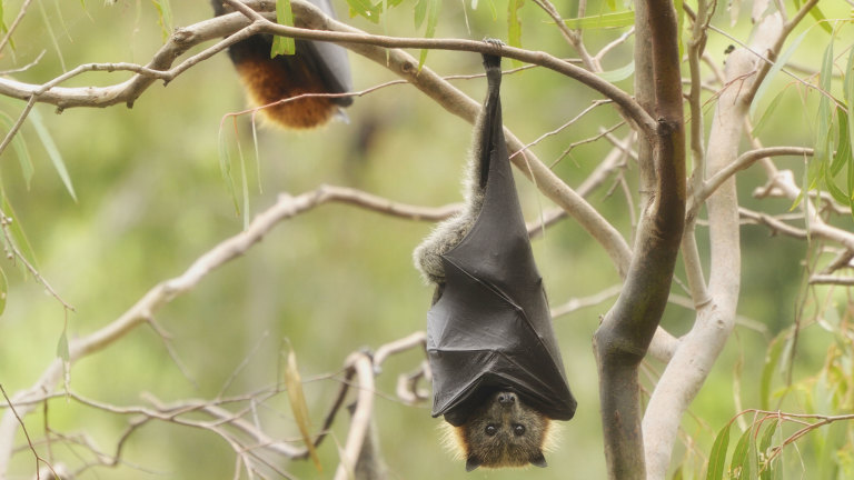Why Bats Are One Of Australia S Most Important Endangered Species
