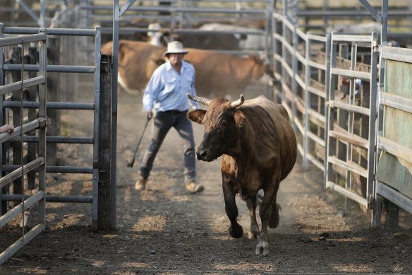 Stock agents drafting cattle during cattle sales at the Lismore saleyards in northern NSW. 