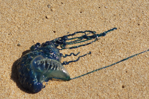 Liz Harris has been seeing bluebottle jellyfish everyday at Gunnamatta beach. 