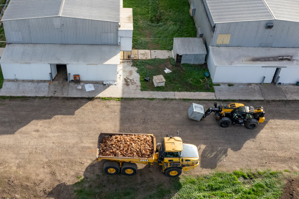 Thousands of culled chickens in a truck after last year’s Meredith outbreak. 