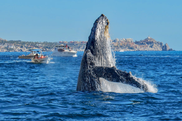A humpback whale off Baja, Mexico. 