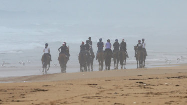 Racehorses trained by Darren Weir walk along Levy's Point beach, near Warrnambool, in 2017.