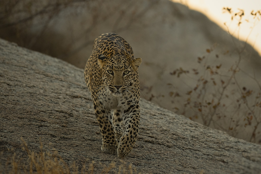 Living among leopards in India: How this village co-exists with the ...