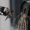 Kookaburras in the exhaust fan: Tree clearing moving birds to the backyard