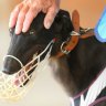 Greyhound industry regulator suspends polling of members’ political views