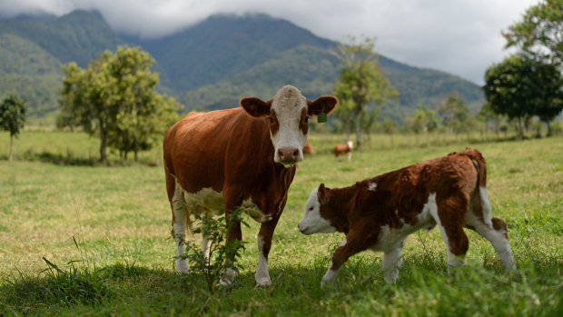 Indonesia reveals more cases of disease in cattle from Australia