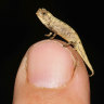 Really tiny chameleon a contender for title of smallest reptile
