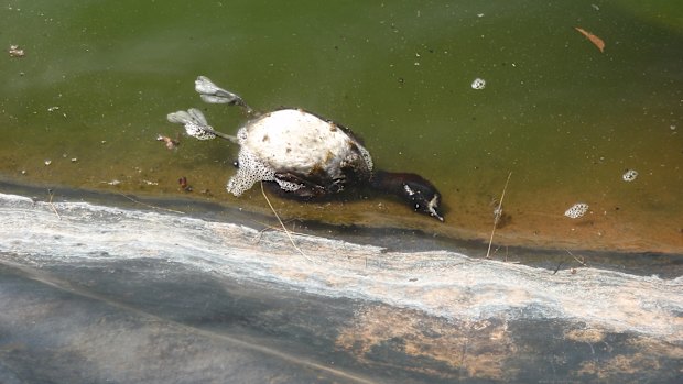 Photo from Buru Energy’s fracking wells in the Kimberley.