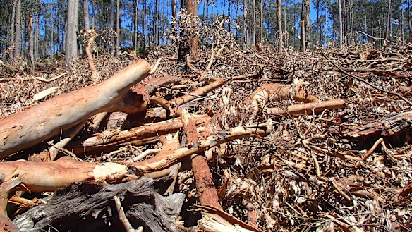 Debris the Forestry Corporation of NSW has left behind from its logging operations near Batemans Bay. Residents fear the area will explode like a tinderbox and put coastal towns under threat. 