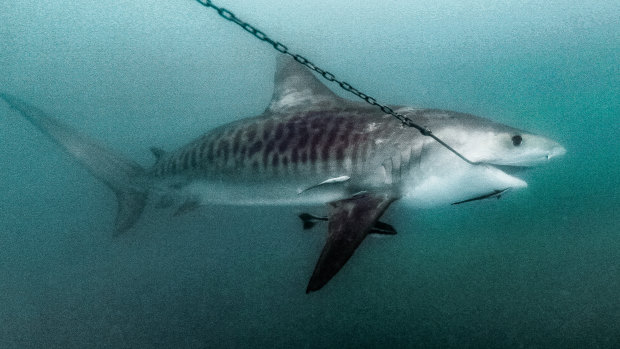 A shark hooked off Magnetic Island in Queensland last year.