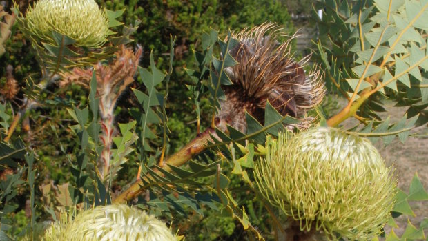 <i>Banksia baxteri</i> growing in Albany, WA