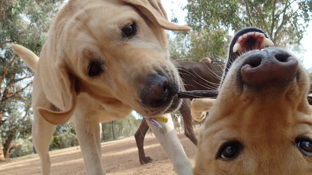 Pups4Fun carers have averaged almost 22,000km of walks a year.