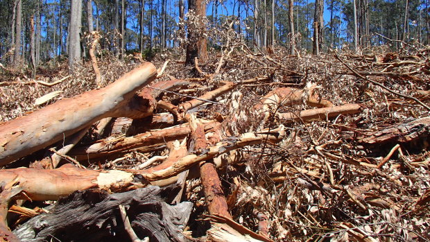 Debris the Forestry Corporation of NSW has left behind from its logging operations near Batemans Bay. Residents fear the area will explode like a tinderbox and put coastal towns under threat. 