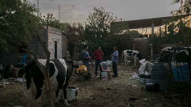 From left: Juan Antonio Arellano Vasquez, Isaias Sandoval and Antonio Perez Gonzalez at a friend's home in La Victoria, Mexico, June 1, 2018. The men, factory workers, plan to vote for Andrés Manuel López Obrador in the July 1 presidential election. 