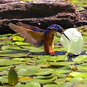 An azure kingfisher hunting its prey.