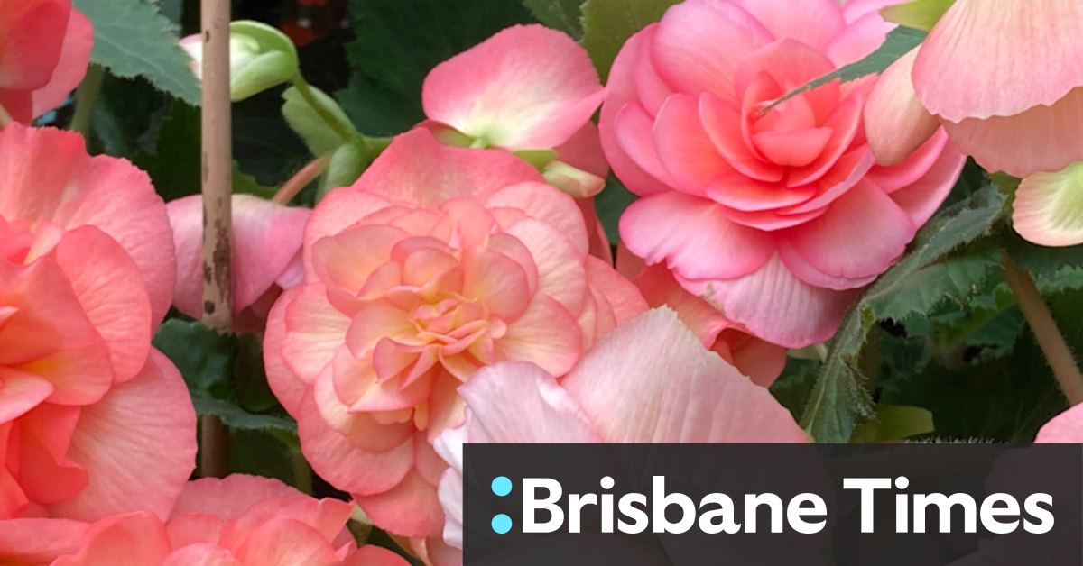 Gardening: How to grow begonias in your house - Vimarsana News