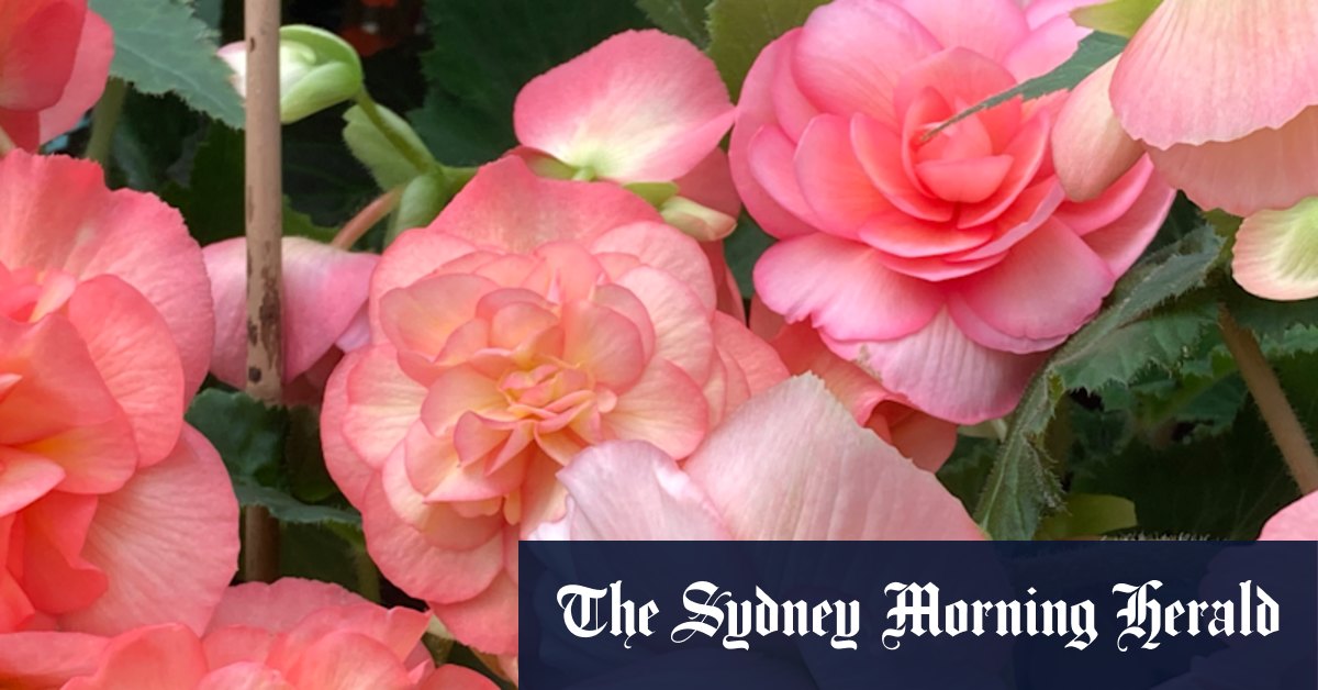 Gardening: How to grow begonias in your house - Vimarsana News