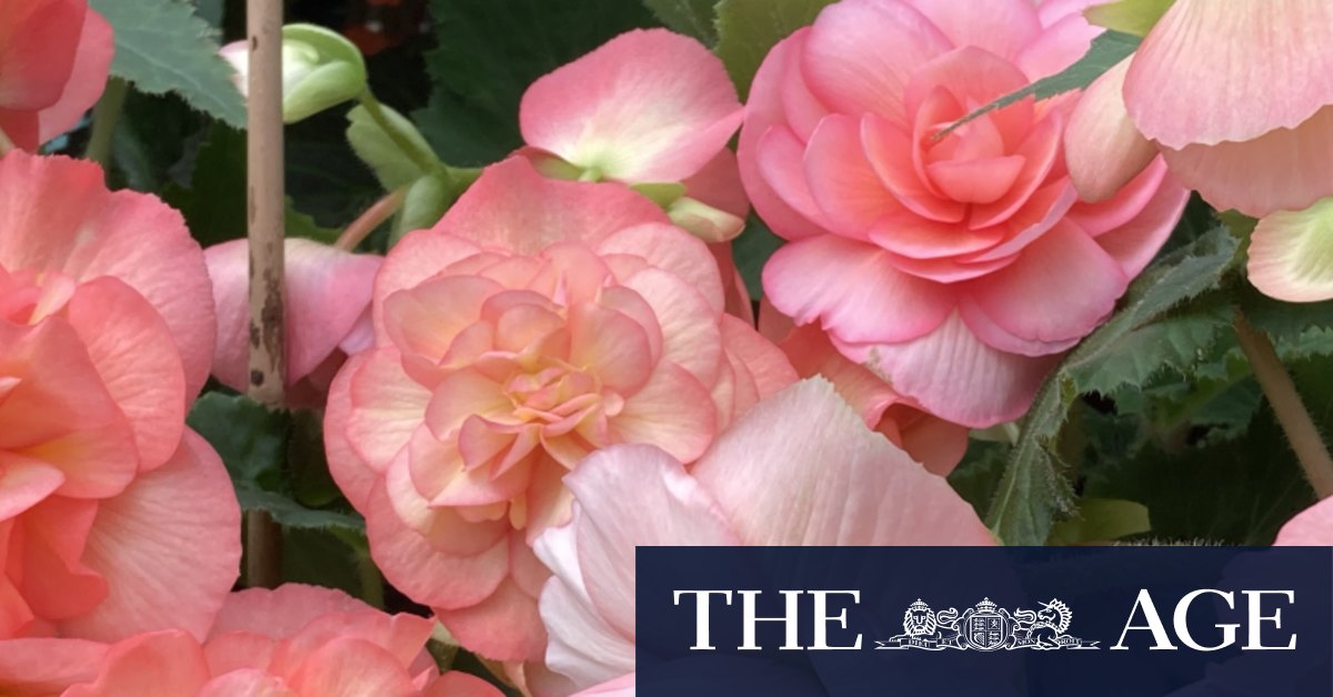 Gardening: How to grow begonias in your house - Vimarsana News
