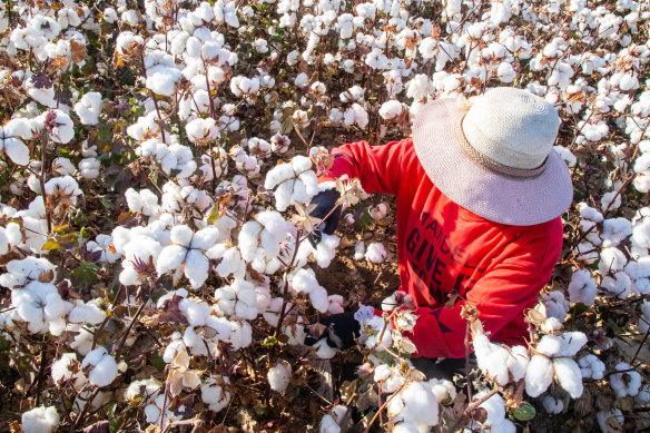 A farmer harvests cotton in a field in Hami, Xinjiang, China, last week.