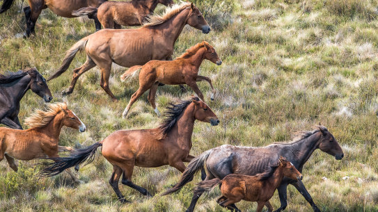Numbers of feral horses in the Kosciuszko National Park have been soaring while the NSW government puts off reduction efforts for another year.