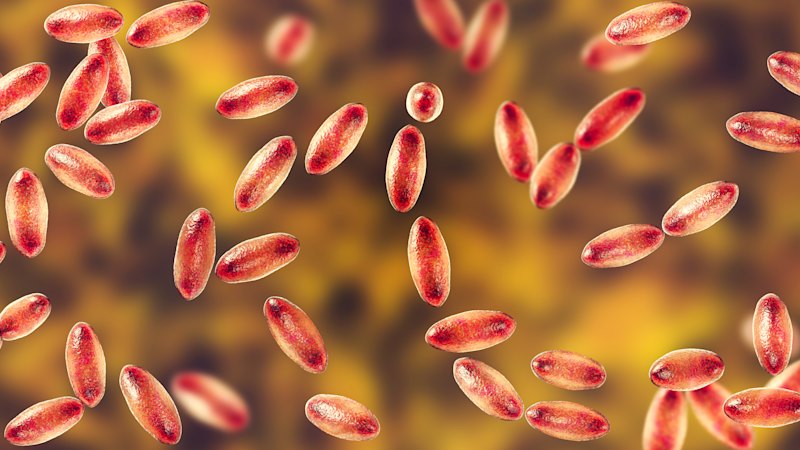 Russian researcher feared to have died of plague after lab accident