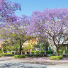 Jacaranda trees blooming in front of townhouses in the suburb of Subiaco in Perth, Western Australia.