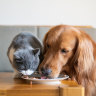 Vegan diets and table scraps: The changing face of pet food