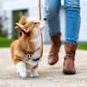 When it comes to dog training, first train the human.