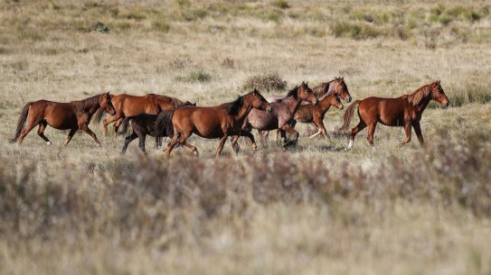 Feral horses at Long Plain in Kosciuszko National Park.