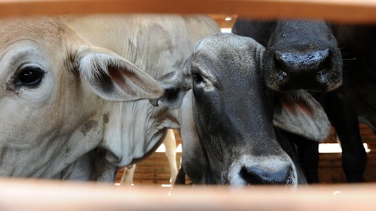 Federal Court finds Australia's decision to ban live exports to Indonesia 'was unreasonable and invalid'.