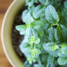 Mint is an easy herb to grow.