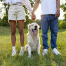 Pets are increasingly being used as a tool for negotiation in separations and divorces.