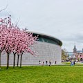 Cherry blossoms around Museumsplein.