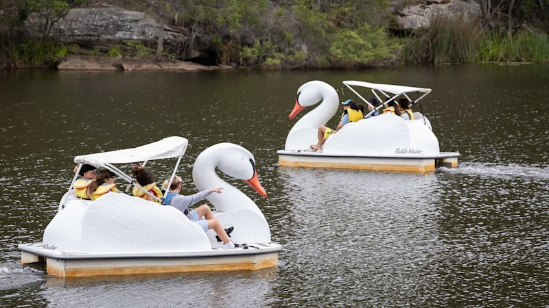 The swan-shaped boats ruffling a Sydney council’s feathers