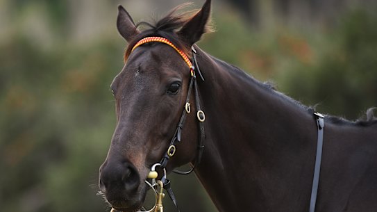 Mystic Journey at Flemington on Friday.