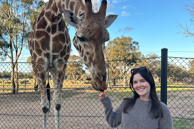 Maddison Skipper feeds a giraffe at Taronga Western Plains Zoo.