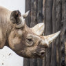 Man who paid $584,000 to kill rare rhino argues he was helping species