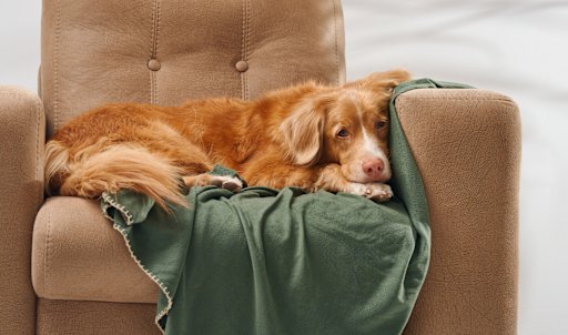 Have a pet? Pay extra attention.