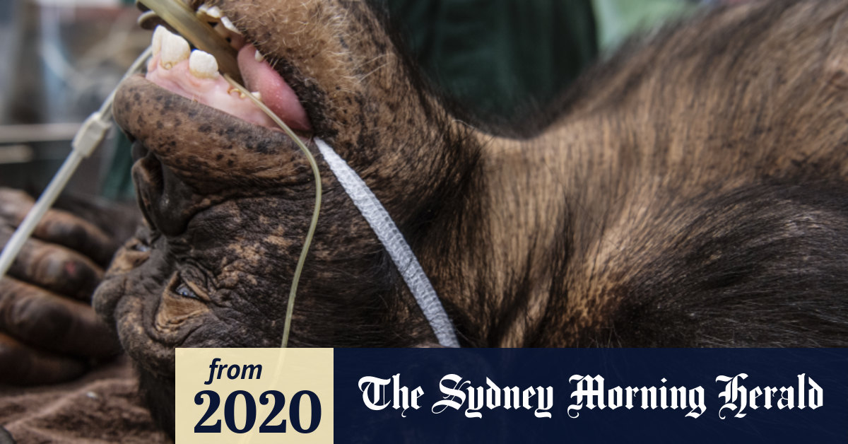Taronga Zoo pleads with fishers for caution after vets find seven