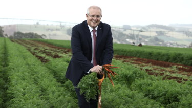 Prime Minister Scott Morrison pulls carrots at a farm near Forth in north-west Tasmania on Wednesday.
