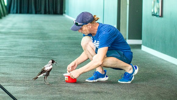 Mander used mealworms to reward magpies for performing actions for the film. 