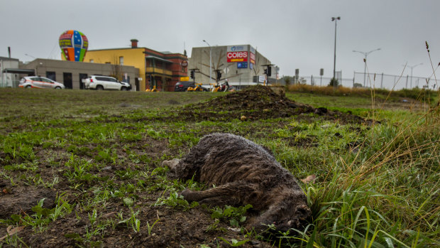 A dead roo near a busy intersection in Mernda.