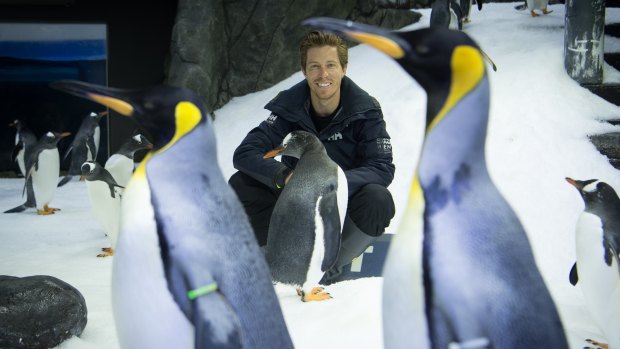 Three-time Olympic gold medal winning snowboarder Shaun White hanging out in the penguin sanctuary at Sydney's Sea Life Aquarium on Tuesday.
